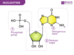 <p>What is a nucleotide and describe the structure of nucleotides</p>