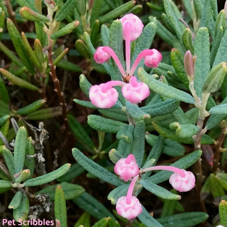 <p>Bog-rosemary (Bine mikci)</p>