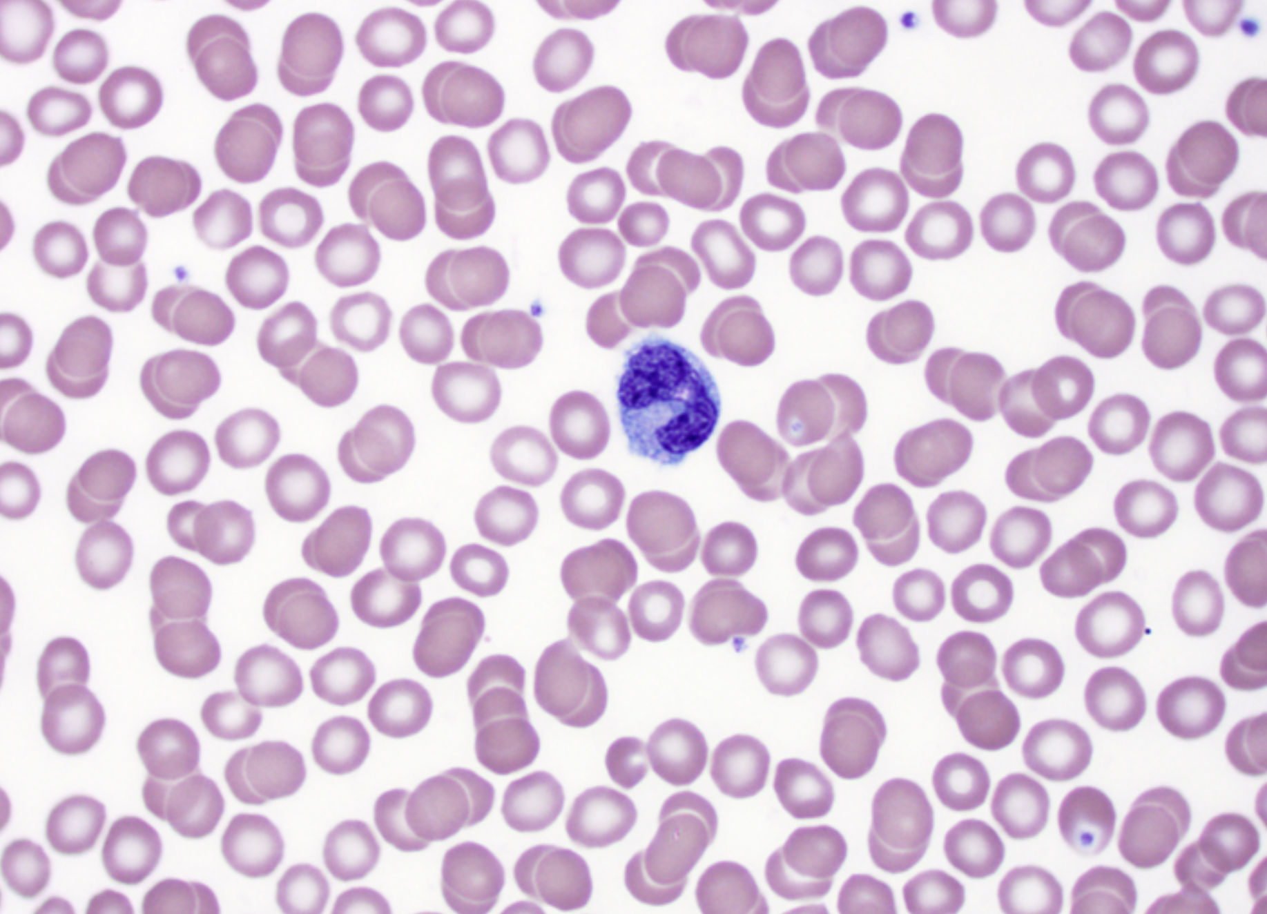 <p>Monocytes</p><p>■ XX-XX nucleus</p><p>■ XX</p><p>■ Largest XX</p><p>■ Turn into XX</p><p>■ XX presentation</p><p></p>