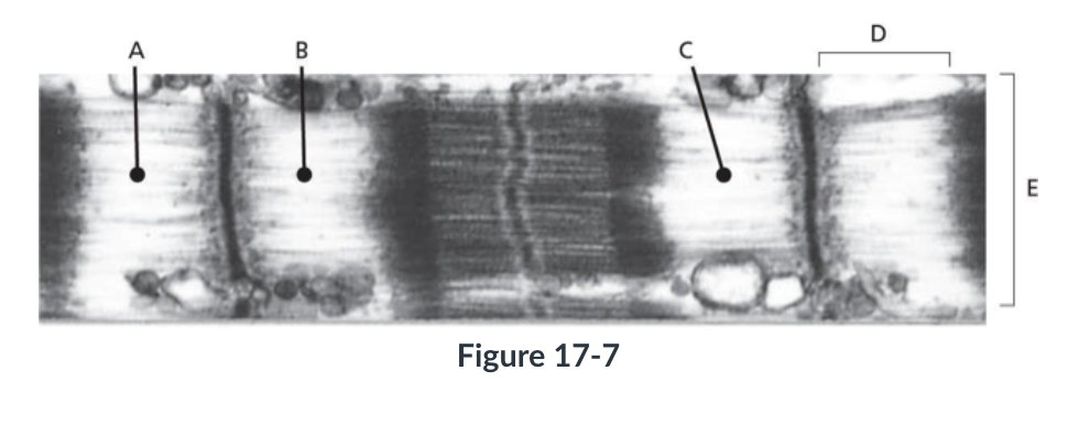 <p><span style="background-color: transparent; font-family: "Times New Roman", serif;">Figure 17-7 shows an electron micrograph of a myofibril within a skeletal muscle fiber; various regions and points along the fibril have been labeled. Which of the following statements is true about this myofibril’s contraction?</span></p>