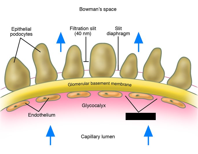 <p><span style="background-color: transparent;">Small openings in glomerular capillaries that act as a filter, combined with the filtration slits between podocytes.</span></p><p></p>