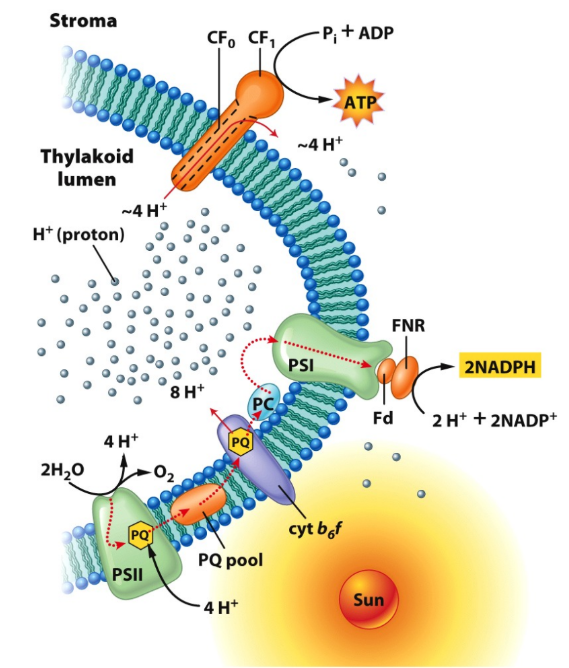 <p>Use light energy </p>