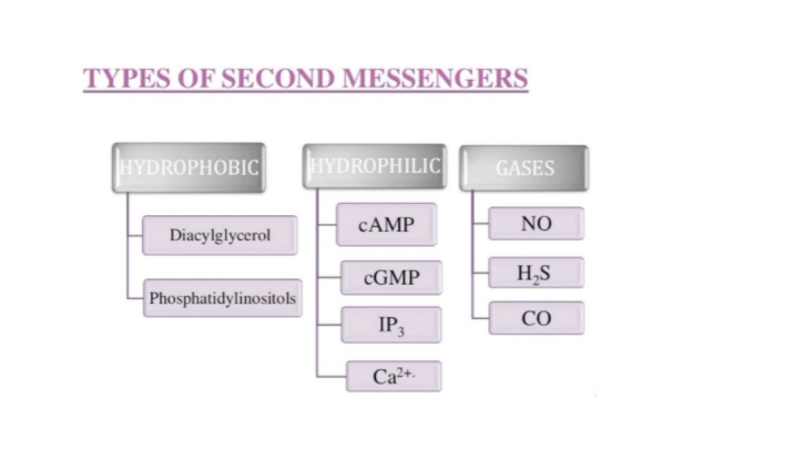 <ol><li><p>Hydrophobic - lipid, sphingolipid</p></li><li><p>Hydrophilic - cyclic nucleotides, IP3, ions</p></li><li><p>Gaseous - endogenous sources</p></li></ol><p></p>