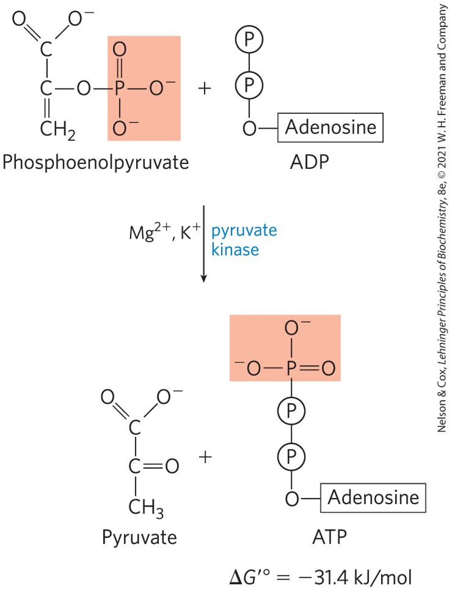 <p>It catalyzes the transfer of a phosphate from PEP to ADP, producing ATP.</p>