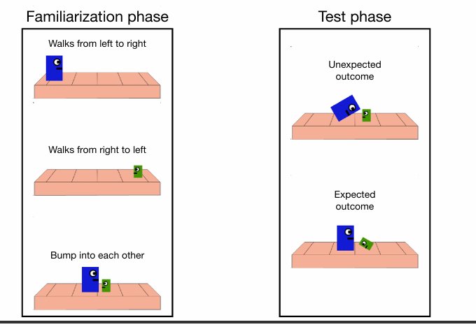 <p>sociale partners is dat wel of niet zo dat een baby weet dat hij kleiner is? ++ dominantie !!</p><p>• 8 m/o infants did not discriminate</p><p>• 9, 10, 12 &amp; 13 m/o infants discriminated</p><p>• Greater discrimination at older ages</p><p></p><p>niet consistent met ccore knowlegde </p>