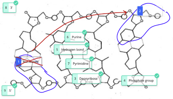 knowt flashcard image