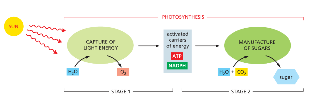 <p>1) sunlight is captured and turned into chemical energy stored in special molecules called <strong>activated carriers (ATP/NADPH)</strong>. Oxygen is generated during this stage when water is split.</p><p>2) <strong>carbon-fixation:</strong> that stored energy in activated carriers is used to turn carbon dioxide (CO₂) into sugars.</p><p>Overall, photosynthesis uses CO₂ and water to make sugars and oxygen.</p>