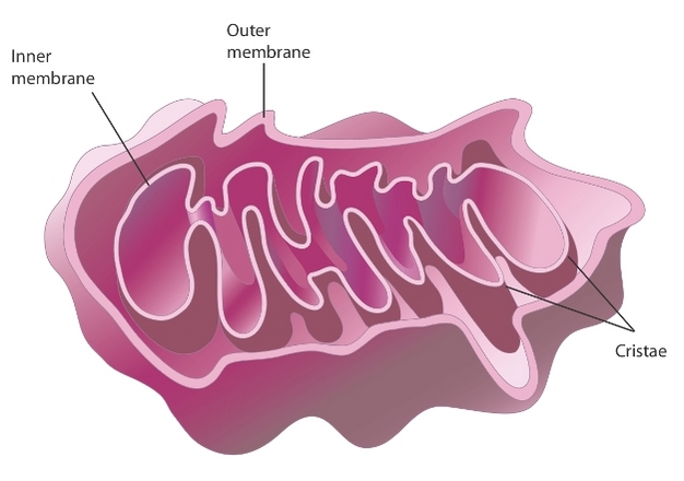 <p>Requires O2, produces water.</p><p>Primary source of ATP.</p><p>Occurs in the inner mitochondrial</p><p>membrane.</p>