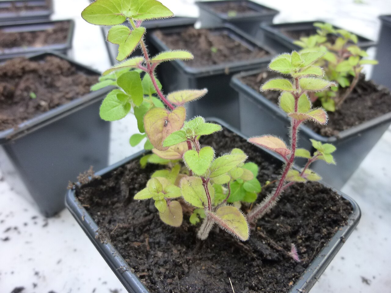 <p>Origanum vulgare</p>