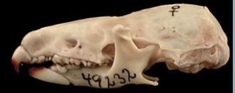 <p>Blarina brevicauda</p>