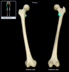 <p>Smaller, Projects medially & posteriorly from junction of neck and shaft</p>