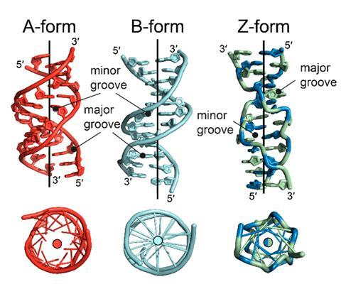 <p>A-DNA (dehydrated) </p>