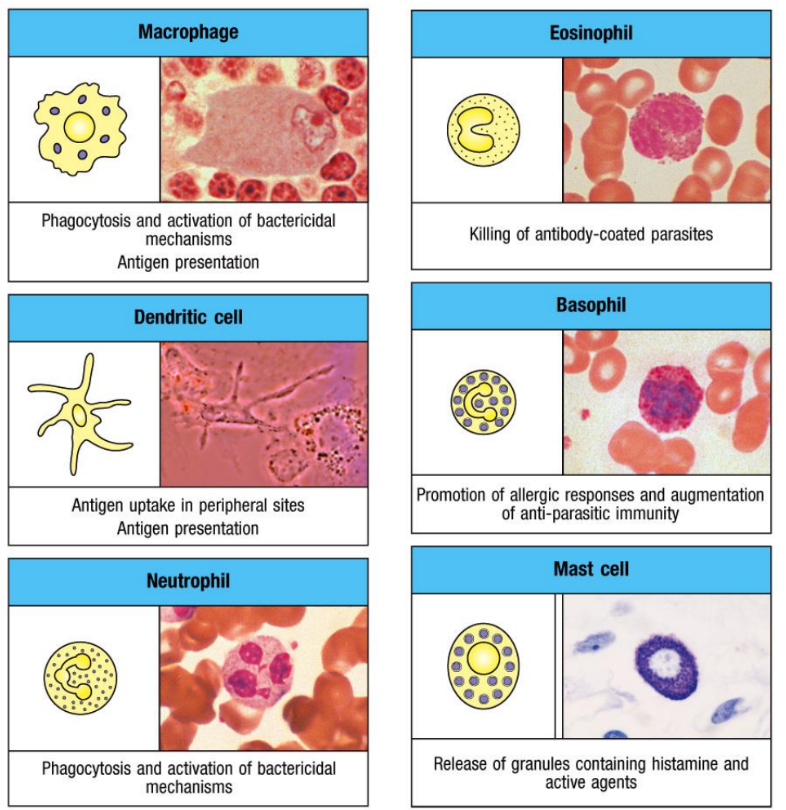 <p>neutrophils, eosinophils, and basophils</p>