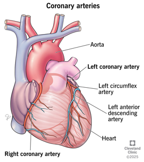 <p>coronary circulation</p>