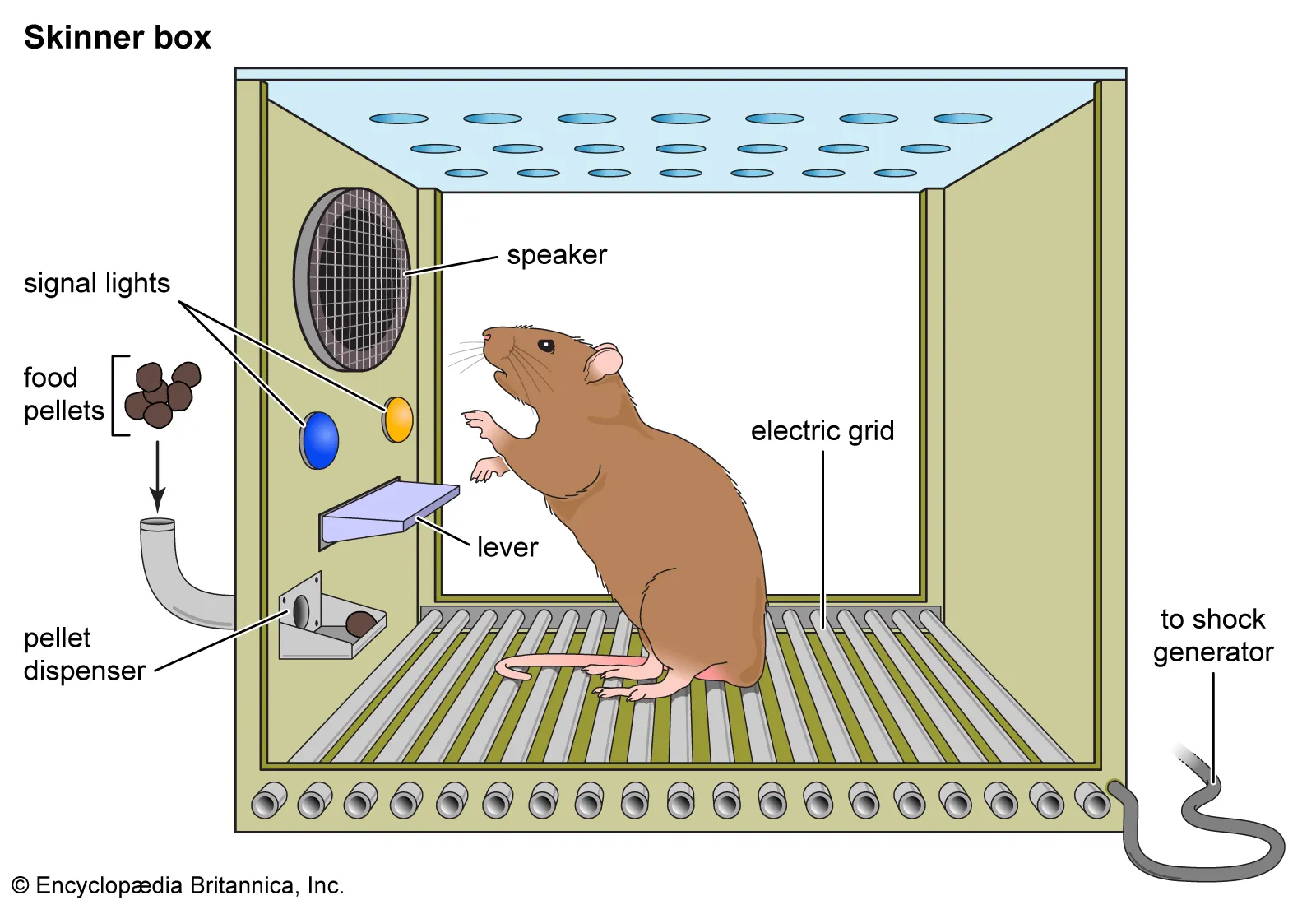 <p>What is Thorndike’s law of effect?</p>