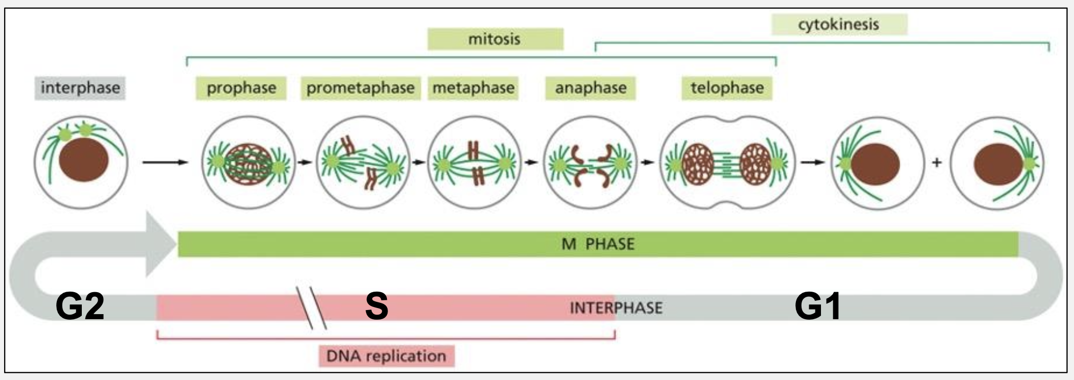 <p>What are the four phases of the cell cycle and the major events in each?</p>