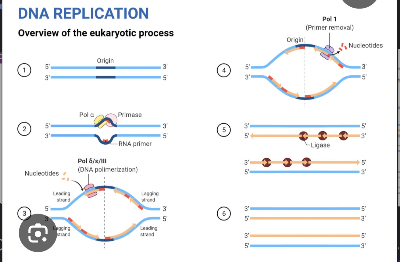 <p>Steps of DNA replication</p>