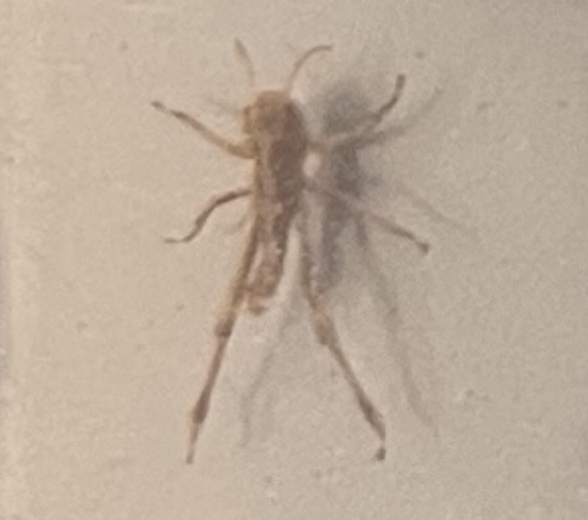 <p>What stage is this grasshopper at?</p>