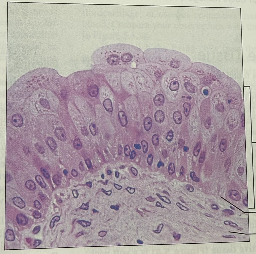 <p>what tissue is this</p>