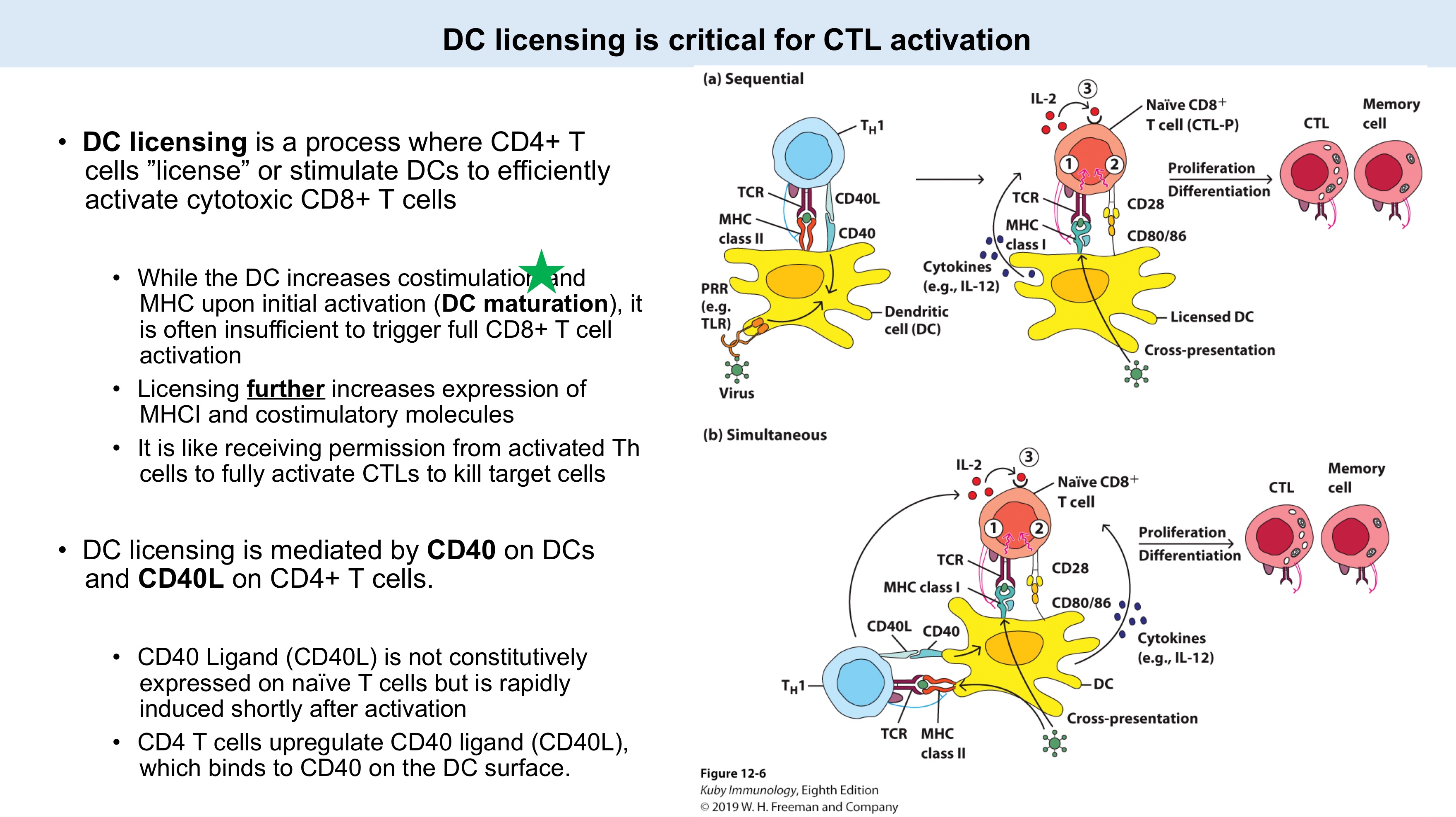 <p>DC licensing</p><ul><li><p>DC maturation</p></li><li><p>MHCI ; costimulatory</p></li><li><p>Th</p></li></ul><p></p><ul><li><p>CD40 Ligand (CD40L)</p></li><li><p>DC</p></li></ul><p></p>