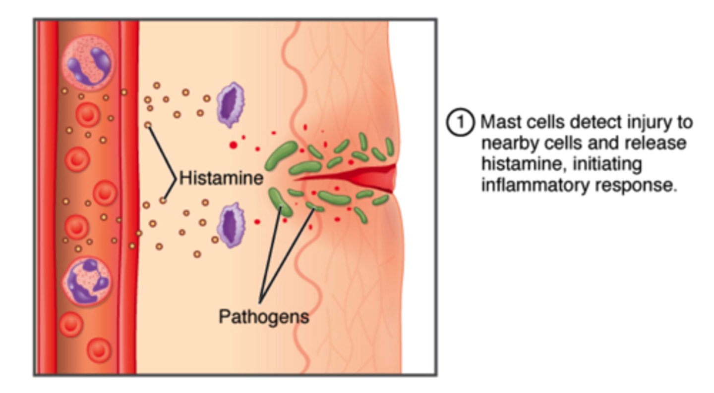<p>inflammatory response</p>