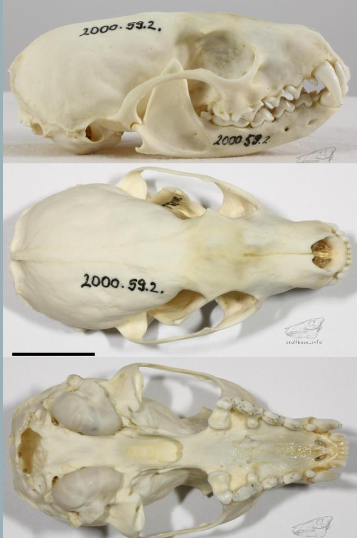 <p>Martes americana</p>