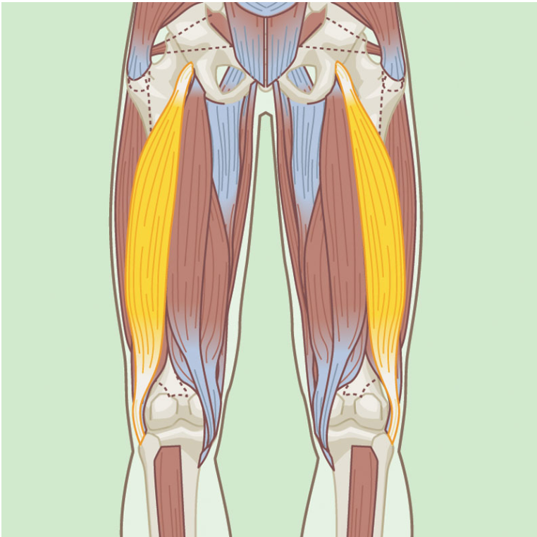 <p>Bicep Femoris- Long head</p>