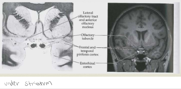 <p><span><br>Part of basal forebrain. Receives fewer OB projections in primates. Does receive input and provide input to structures related to emotion</span></p>