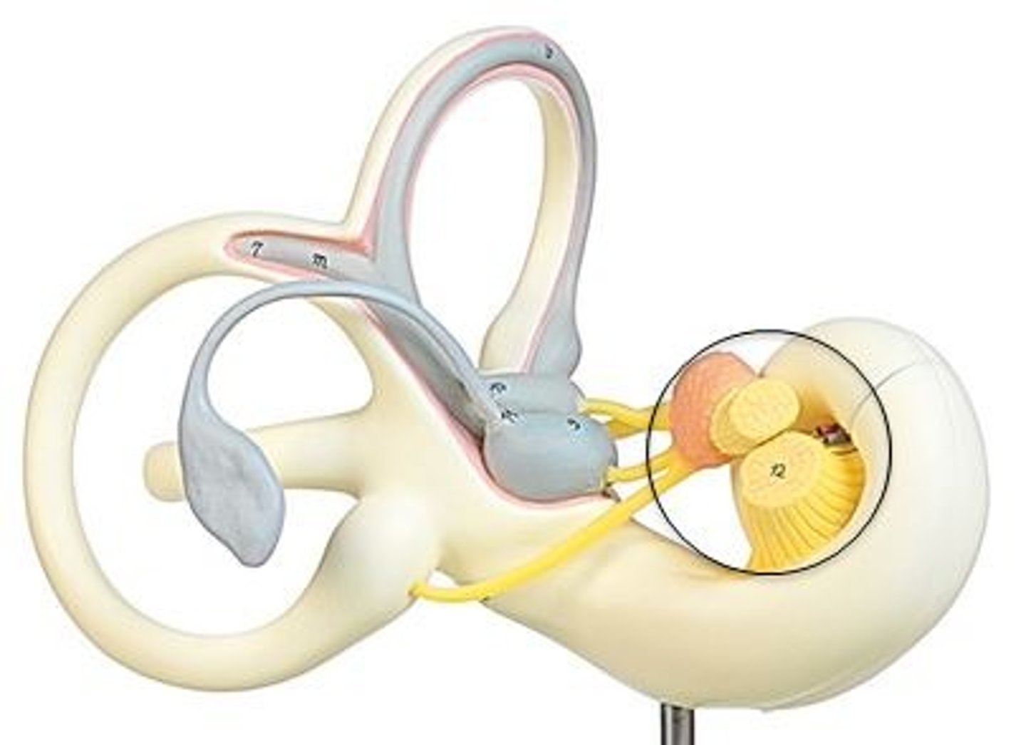 <p>Identify the name and number of this cranial nerve.</p>