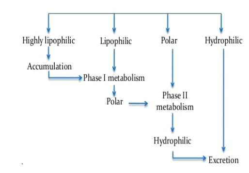 <p><strong>Phase 1</strong>: Introduces/unmasks a polar functional group like -OH on the drug molecule. This includes oxidation, reduction, and hydrolysis. The drug becomes slightly more polar, could be inactivated or turned into an active metabolite.</p><p><strong>Phase 2</strong>: Conjugation in which it covalently attaches a large, highly polar endogenous molecule to the drug or its phase 1 metabolite. Includes glucuronidation, sulfation, acetylation, and gluthione conjugation. Results in a water-soluble thing that is pharmacologically inactive and is rapidly excreted.</p><p><strong>CYP450 ‘zymes</strong>: The CYP450 superfamily (located primarily in liver endoplasmic reticulum) catalyzes the vast majority of Phase I oxidation reactions for psychiatric medications. </p>
