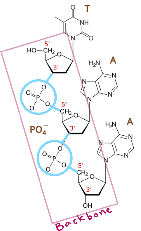 <p>the link that forms between _________, creating a sugar-phosphate _________, is called a ______________ _____</p>