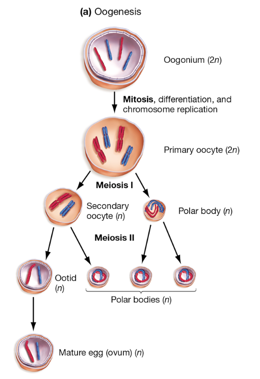 <p>What are the stages of oogenesis and the ploidy of each cell?</p>