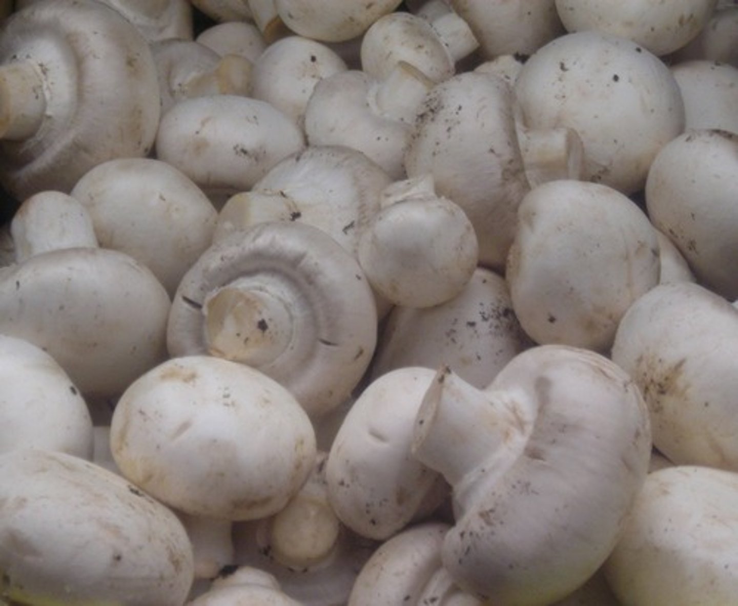 <p>un champignon</p>