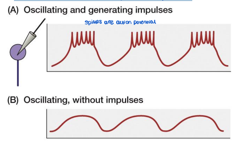 <ul><li><p>more simpler </p></li><li><p>Generates temporally patterned activity by itself</p></li><li><p>2 types </p><ul><li><p>Oscillating and generating impuleses </p><ul><li><p>Driven by <strong>one cell</strong> that creates a <strong>regular rhythm</strong> (A).</p></li><li><p>This cell <strong>depolarizes fully</strong>, generating <strong>action potentials</strong> at consistent intervals.</p></li><li><p>Example: Typical <strong>sinoatrial (SA) node cells</strong> in the heart.</p></li></ul></li><li><p>oscilliation without impulses </p><ul><li><p>Also driven by <strong>one cell</strong>, but it <strong>never depolarizes fully</strong> to generate an action potential (B).</p></li><li><p>The membrane <strong>oscillates</strong> but <strong>remains subthreshold</strong>, producing no impulses on its own.</p></li><li><p>Can influence other cells that do generate impulses when coupled electrically.</p></li></ul></li></ul></li></ul><p></p>