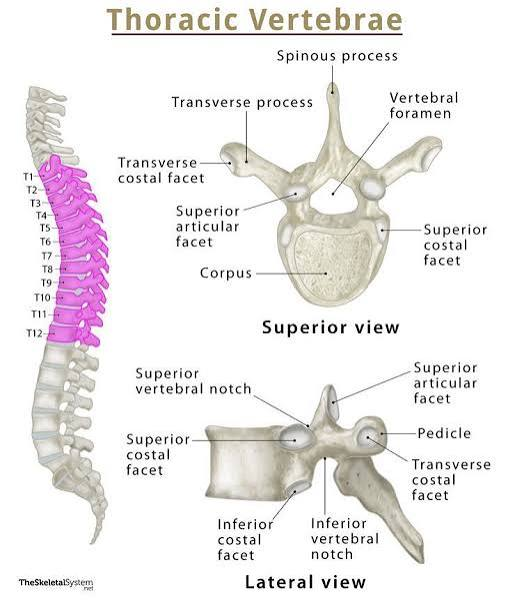 <p>T1-T12;</p><p>a) Medium heart-shaped body</p><p>b) Long spinous process</p><p>c) *Key feature = Costal facet (smooth area) on transverse process</p><p>for rib attachments</p>