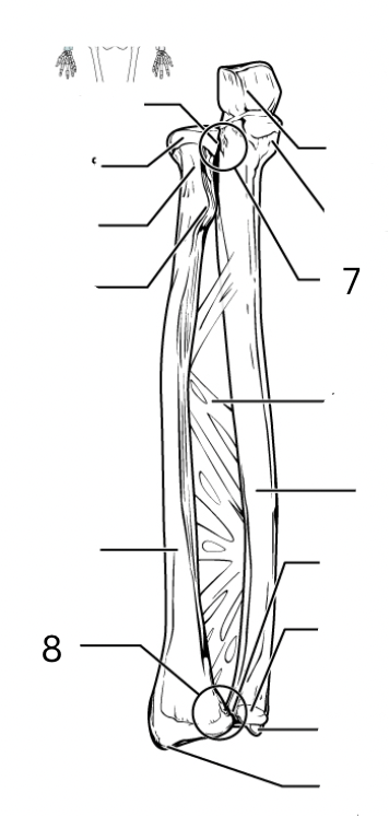 <p>7</p>