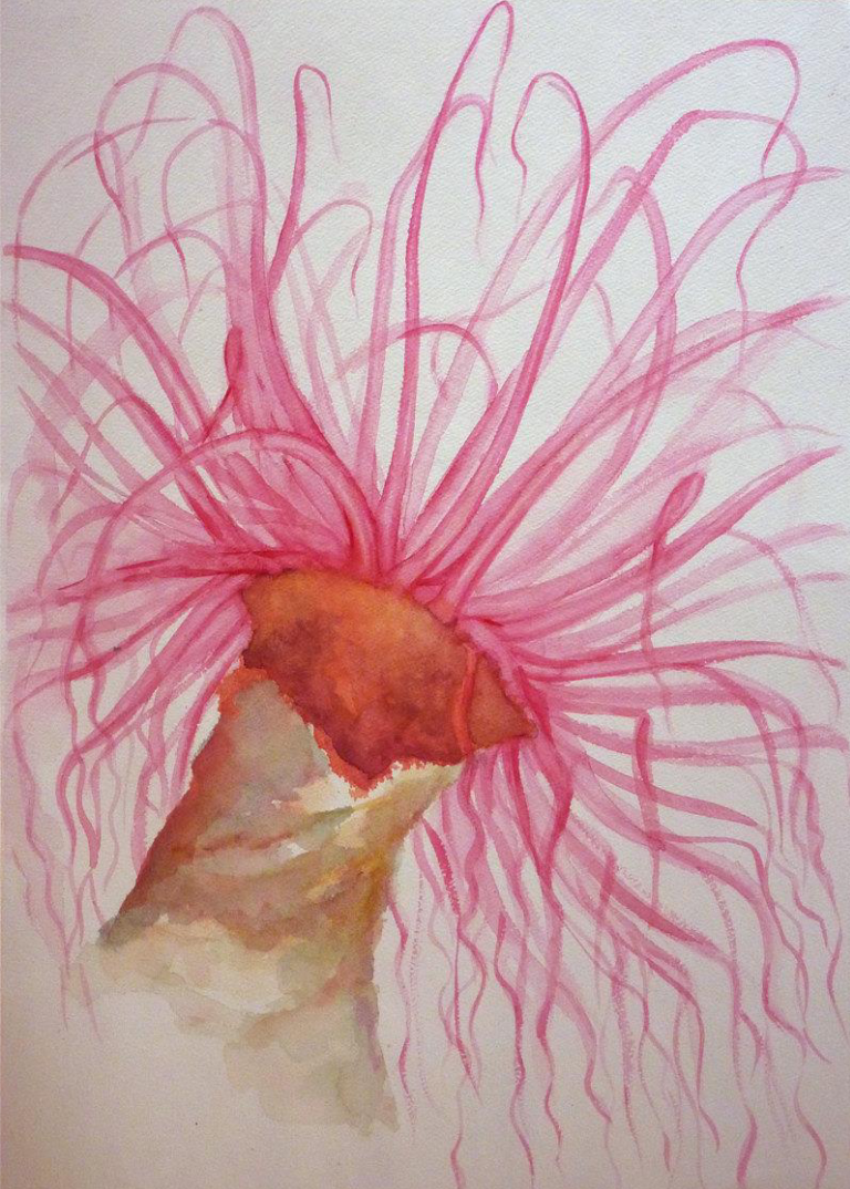 <p>what phylum is this</p>