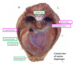 <p>1. aortic hiatus</p><p>2. esophageal hiatus</p><p>3. caval foramen</p>