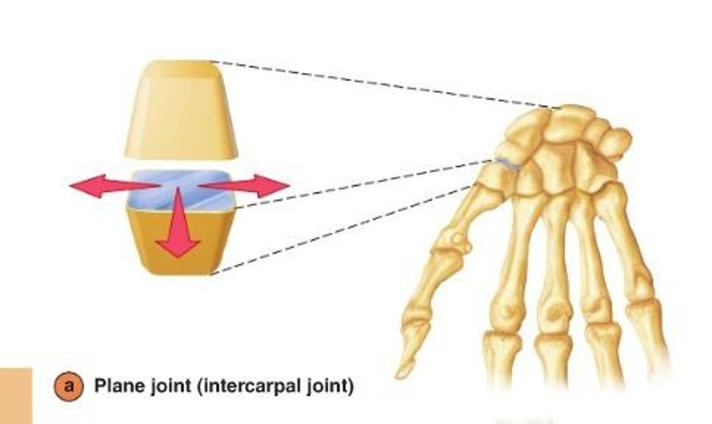<p>simplest/least mobile</p><p>two flat surfaces</p><p>nonaxial (only gliding)</p><p>wrist and ankle</p>