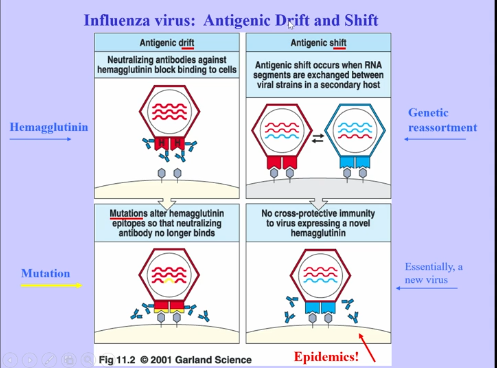 <ul><li><p>RNA virus, but it is not a retrovirus (doesn’t go from RNA to DNA)</p><ul><li><p>contains segmented RNA genome (similar to chromosomes) </p></li><li><p>when two viruses get together, they can swap segments, allowing rapid change in virus </p></li><li><p>contains Hemagglutinin and Neuraminidase, which are used to infect mammalian cells</p></li></ul></li><li><p>Antigenic Drift</p><ul><li><p>hemagglutinin undergoes mutation, allowing hemagglutinin to no longer bind to antibodies</p></li><li><p>happens every year, allowing escape from immune response </p></li></ul></li><li><p>Antigenic Shift</p><ul><li><p>two different forms of the virus exchange RNA segments, acquiring a different hemagglutinin, which is entirely different from the one that antibodies respond to </p></li><li><p>leads to epidemics </p></li></ul></li></ul><p></p>