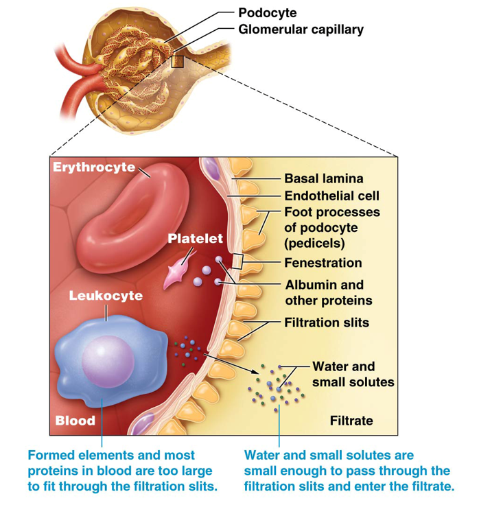 <p>Consists of three layers that collectively create a <strong>selectively permeable barrier </strong></p><ol><li><p><strong>Fenestrated (leaky) glomerular capillary endothelial cells </strong></p><ol><li><p>Prevent <strong>formed elements</strong> from passing through </p></li></ol></li><li><p><strong>Basal Lamina (</strong>extracellular contact between endothelial cells and podocytes)</p><ol><li><p>Prevent <strong>most proteins </strong>from passing through </p></li></ol></li><li><p><strong>Podocytes </strong></p><ol><li><p>Prevent <strong>smaller molecules </strong>from passing through </p></li></ol></li></ol><p></p>
