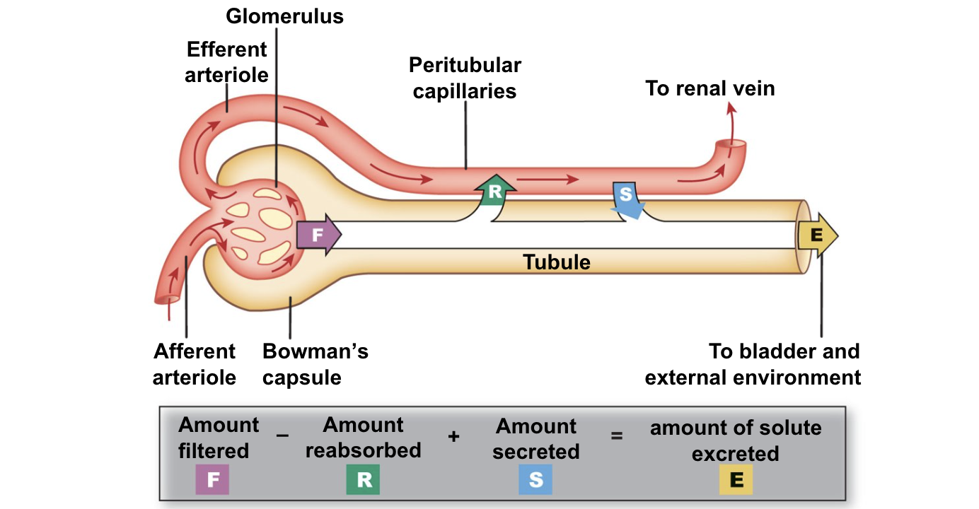 <p>amount filtered- positive</p><p>amount absorbed- negative</p><p>amount secreted- positive</p><p>= amount of solute excreted</p>