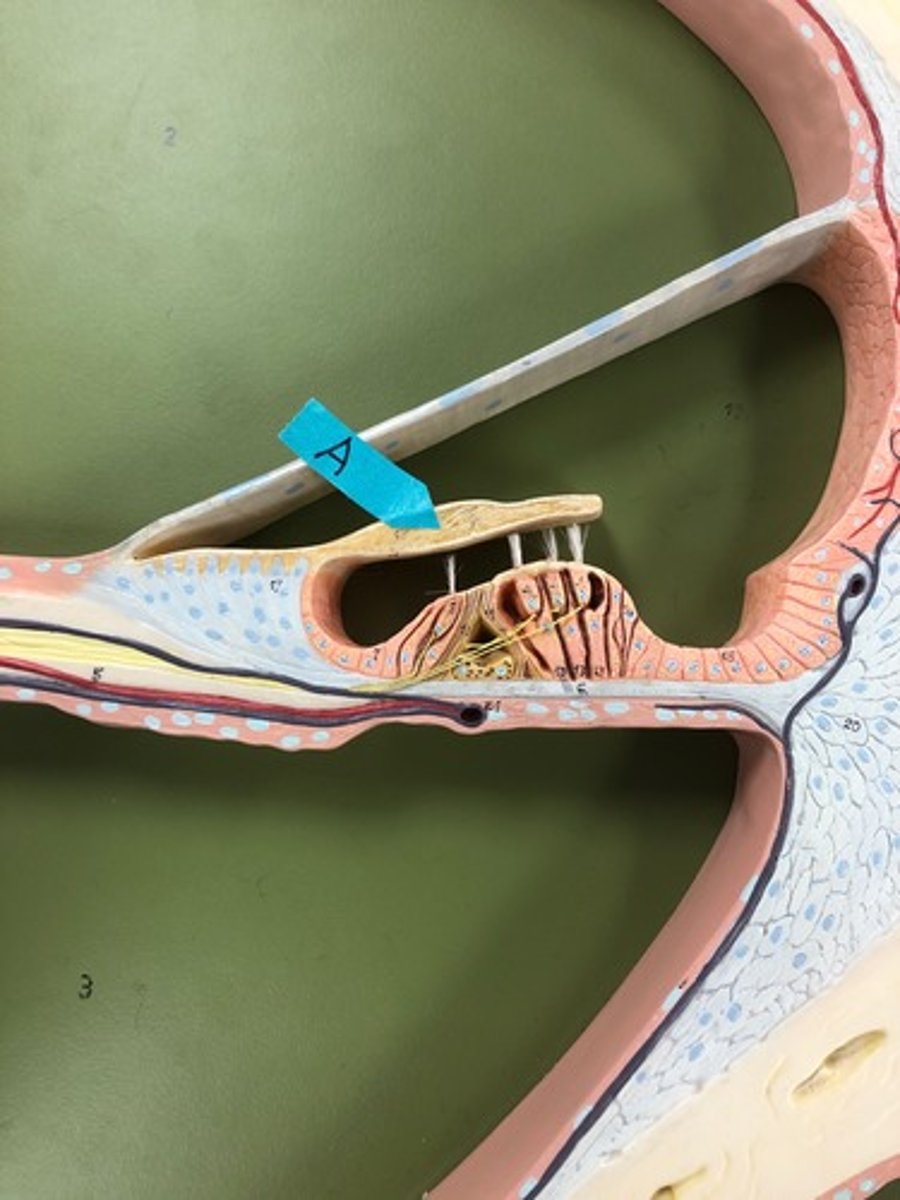 <p>Identify this structure.</p>