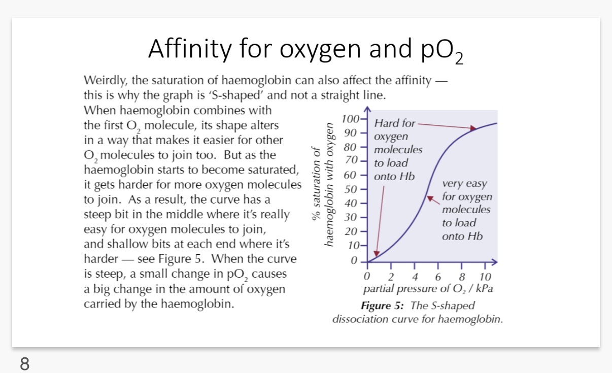 <ol><li><p>(1)When the partial pressure is low, haemoglobin has a lower affinity to oxygen and so there is a lower chance for oxygen to load onto haemoglobin to form oxyhaemoglobin.</p><p>(2) When the first O2 molecule binds, haemoglobins quaternary structure shape(protein shape) alters in a way that makes it easier for other O2 molecules to load onto haemoglobin.→ Therefore there is a rapid rise in oxyhaemoglobin saturation.</p><p>(3) When the partial pressure is at its highest, the graph gets less steep since all of the haemoglobins are occupied by (saturated with) oxygen.</p></li></ol><p></p><ol start="2"><li><p>The quaternary structure is the way multiple protein subunits are arranged and interact with each other to form a larger, functional protein complex.</p></li></ol><p></p>
