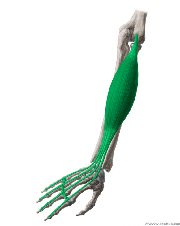 term image
