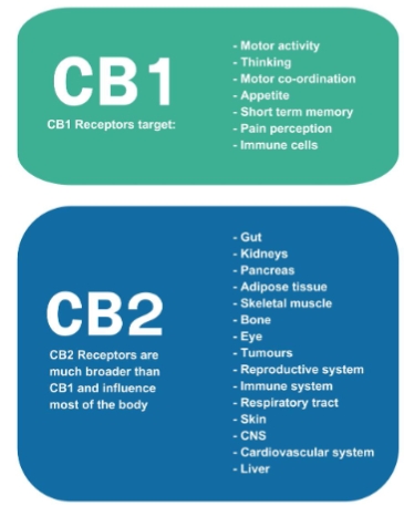 <p><span style="background-color: inherit;">Activation of these receptors leads to the release of endocannabinoids, that function as neuromodulators, releasing other neurotransmitters.</span><span style="line-height: 20.7px;">&nbsp;</span></p><p class="Paragraph SCXO10330952 BCX8" style="text-align: left;"><span style="background-color: inherit;"><strong>Main Endogenous/Endocannabinoids:</strong> 2-Arachidonoylglycerol (2AG), and Anandamide (EAE)</span><span style="line-height: 20.7px;">&nbsp;</span></p><ul><li><p class="Paragraph SCXO10330952 BCX8" style="text-align: left;"><span style="background-color: inherit;">Naturally produced inside the body</span></p></li></ul><p></p>