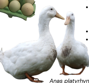 <ul><li><p>meat production</p></li><li><p>100-150 eggs</p></li><li><p>3-3.5 kg at 8-10 weeks</p></li><li><p>UK</p></li><li><p>White plumage, pink bill and legs, large frame, calm temperament, excellent meat quality, less heat-tolerant than tropical breeds</p></li></ul><p></p>