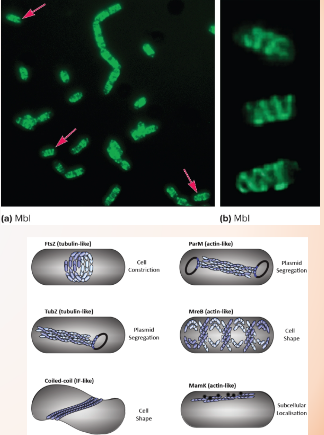 <p>-Somewhat “new”</p><p>-Involved in cell division and positioning peptidoglycan.</p><p>-Can be detected by tagging the proteins with fluorescent proteins (Drs. Weis and Ellermeier at UIowa study the divisisome in C. diff).</p><p>-FtsZ: forms a ring at midcell to constrict the cytoplasm during cell division.</p><p>-MreB: Maintains shape and positions peptidoglycan machinery.</p><p>-CreS: maintains curve shape.</p>