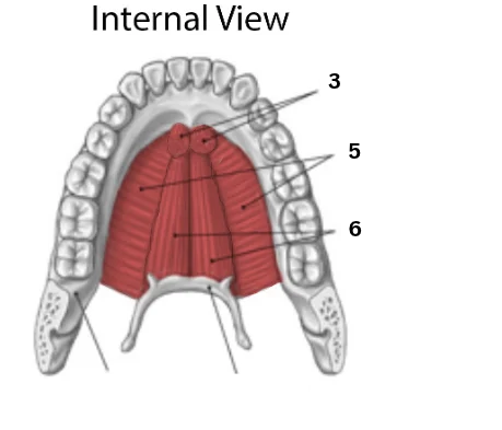 <p>6</p>