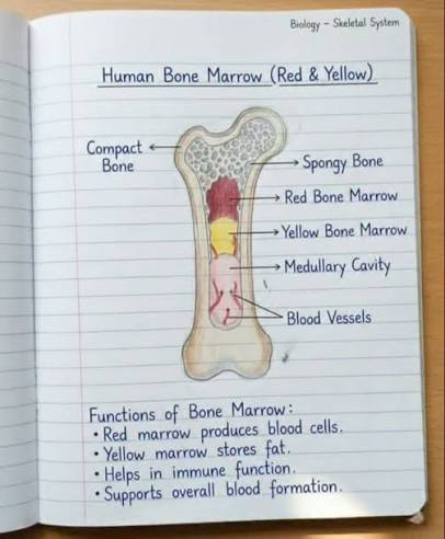 <p>Red bone marrow</p>